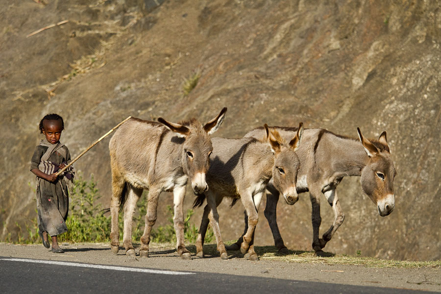 76   The donkey girl . Ethiopia